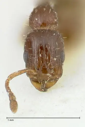 Podomyrma macrophthalma specimen FOCOL1965 image focol1965_2