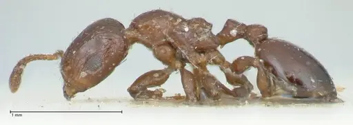 Podomyrma macrophthalma specimen FOCOL1965 image focol1965_3