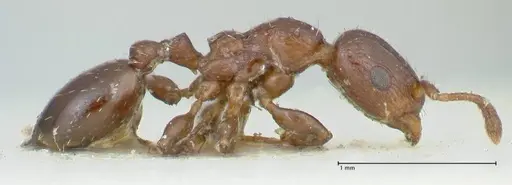 Podomyrma macrophthalma specimen FOCOL1965 image focol1965_4