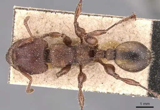 Podomyrma maculiventris specimen CASENT0904706 image casent0904706_1