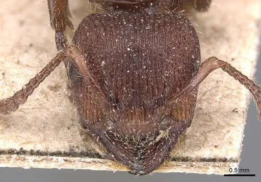 Podomyrma maculiventris specimen CASENT0904706 image casent0904706_2
