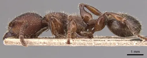 Podomyrma maculiventris specimen CASENT0904706 image casent0904706_3