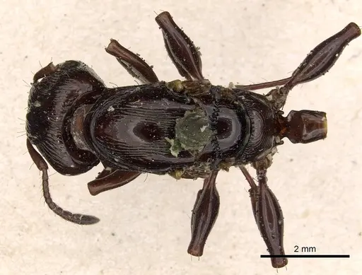 Podomyrma maligna specimen CASENT0901396 image casent0901396_1
