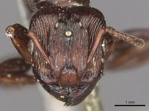 Podomyrma maligna specimen CASENT0901396 image casent0901396_2
