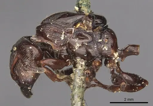 Podomyrma maligna specimen CASENT0901396 image casent0901396_3