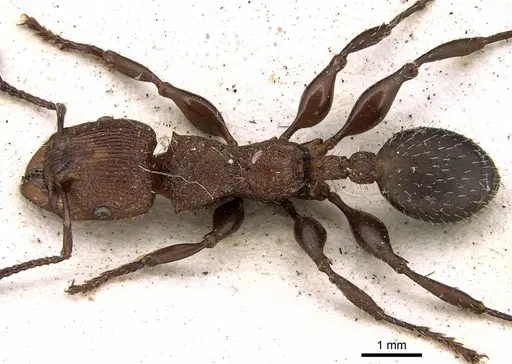 Podomyrma micans specimen CASENT0906185 image casent0906185_1