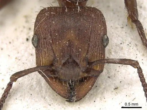 Podomyrma micans specimen CASENT0906185 image casent0906185_2