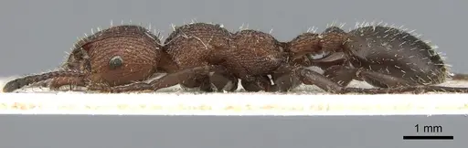Podomyrma micans specimen CASENT0906185 image casent0906185_3