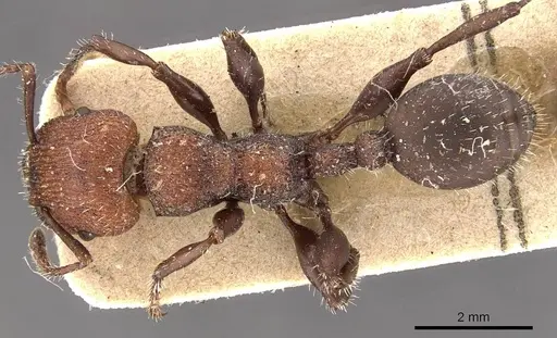 Podomyrma micans specimen CASENT0908975 image casent0908975_1