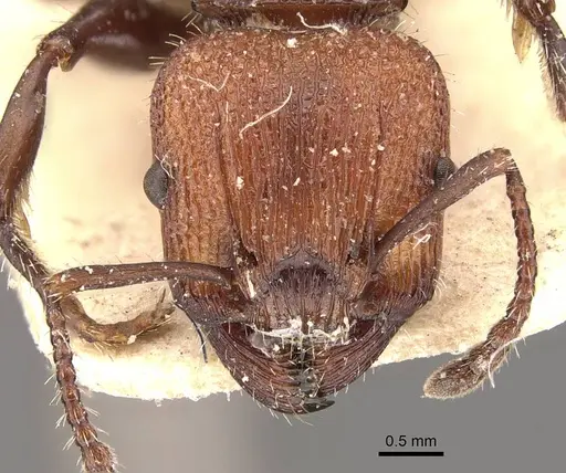 Podomyrma micans specimen CASENT0908975 image casent0908975_2