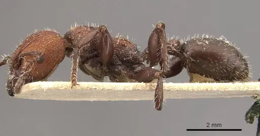Podomyrma micans specimen CASENT0908975 image casent0908975_3