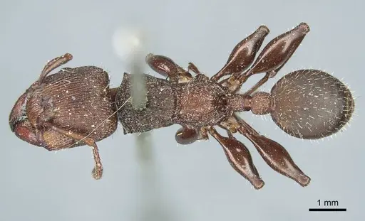 Podomyrma micans specimen CASENT0919739 image casent0919739_1