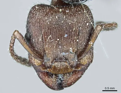 Podomyrma micans specimen CASENT0919739 image casent0919739_2