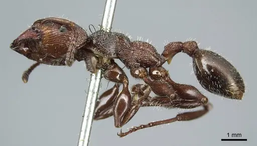 Podomyrma micans specimen CASENT0919739 image casent0919739_3
