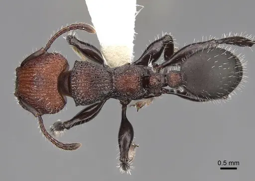 Podomyrma micans specimen CASENT0922813 image casent0922813_1