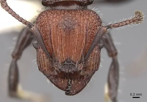 Podomyrma micans specimen CASENT0922813 image casent0922813_2