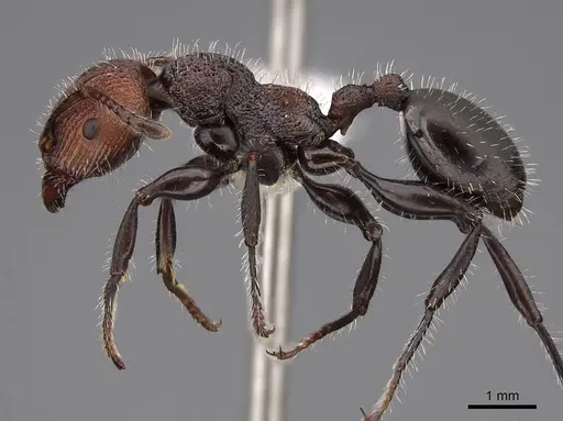 Podomyrma micans specimen CASENT0922813 image casent0922813_3