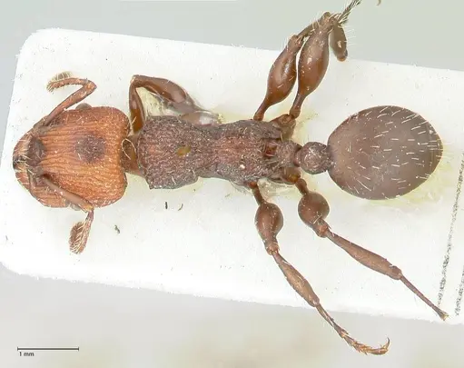 Podomyrma micans specimen FOCOL1979 image focol1979_1