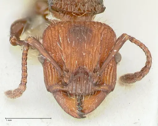 Podomyrma micans specimen FOCOL1979 image focol1979_2