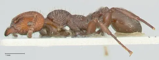 Podomyrma micans specimen FOCOL1979 image focol1979_3