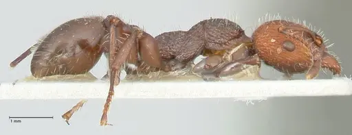 Podomyrma micans specimen FOCOL1979 image focol1979_4