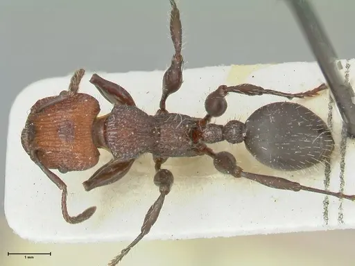 Podomyrma micans specimen FOCOL1989 image focol1989_1
