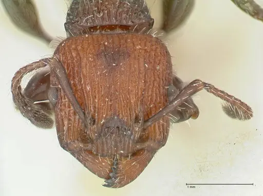 Podomyrma micans specimen FOCOL1989 image focol1989_2