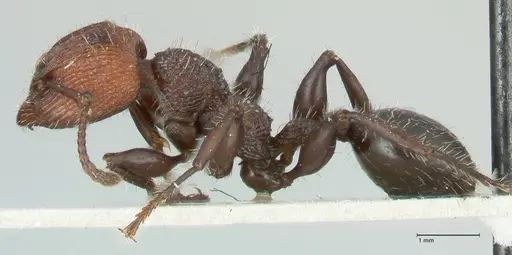 Podomyrma micans specimen FOCOL1989 image focol1989_3