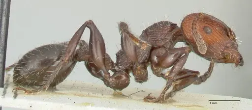 Podomyrma micans specimen FOCOL1989 image focol1989_4