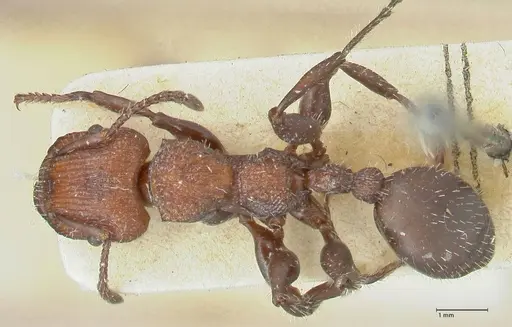 Podomyrma micans specimen FOCOL1990 image focol1990_1