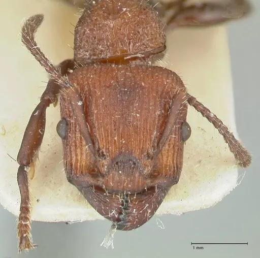 Podomyrma micans specimen FOCOL1990 image focol1990_2