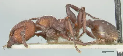 Podomyrma micans specimen FOCOL1990 image focol1990_3