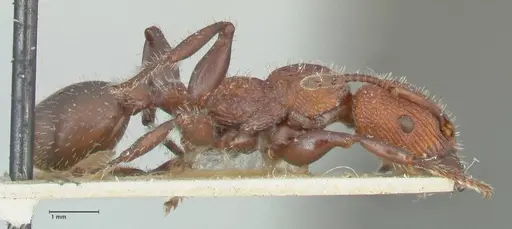 Podomyrma micans specimen FOCOL1990 image focol1990_4