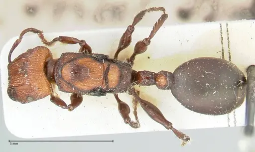 Podomyrma micans specimen FOCOL1991 image focol1991_1