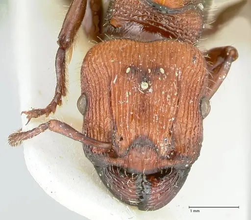 Podomyrma micans specimen FOCOL1991 image focol1991_2