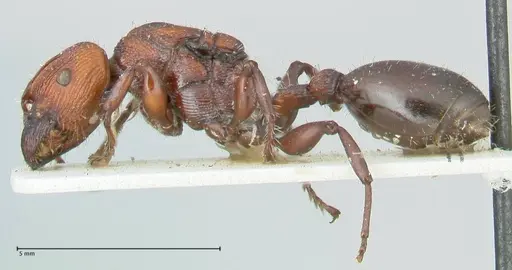 Podomyrma micans specimen FOCOL1991 image focol1991_3