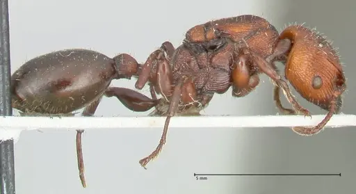 Podomyrma micans specimen FOCOL1991 image focol1991_4
