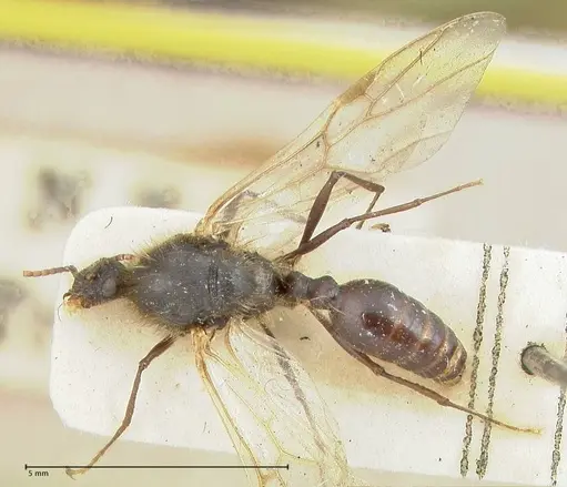 Podomyrma micans specimen FOCOL1992 image focol1992_1