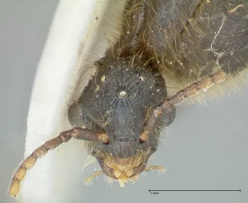 Podomyrma micans specimen FOCOL1992 image focol1992_2