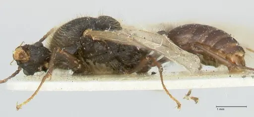 Podomyrma micans specimen FOCOL1992 image focol1992_3