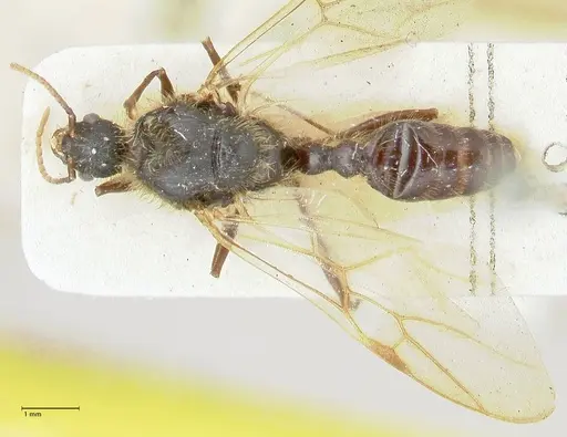 Podomyrma micans specimen FOCOL1993 image focol1993_1