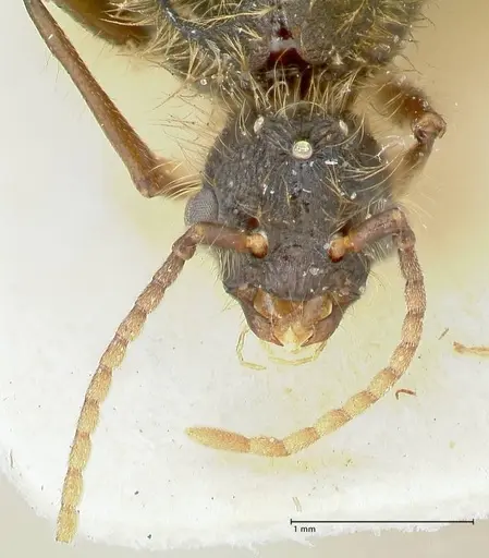 Podomyrma micans specimen FOCOL1993 image focol1993_2