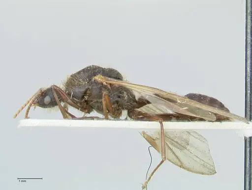 Podomyrma micans specimen FOCOL1993 image focol1993_3