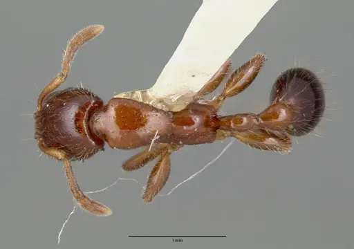 Podomyrma minor specimen CASTYPE06970 image castype06970_1
