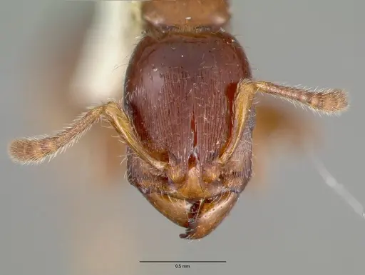 Podomyrma minor specimen CASTYPE06970 image castype06970_2