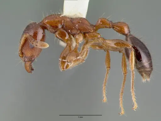 Podomyrma minor specimen CASTYPE06970 image castype06970_3
