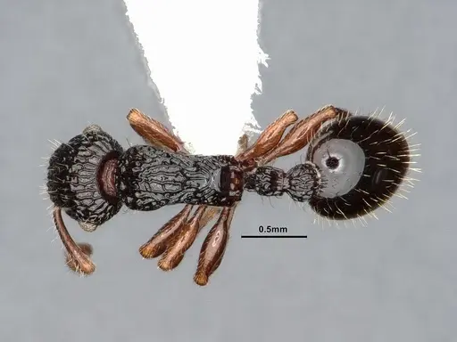 Podomyrma mjobergi specimen CASENT0885465 image casent0885465_1