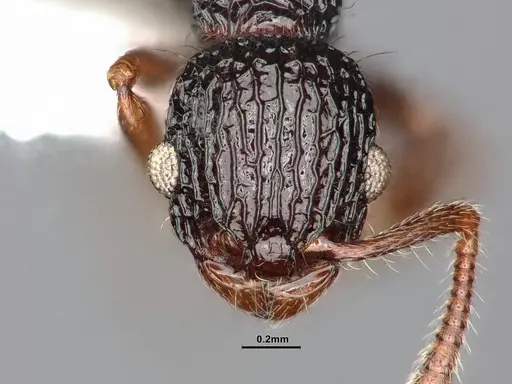 Podomyrma mjobergi specimen CASENT0885465 image casent0885465_2