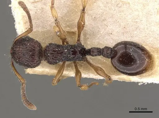 Podomyrma mjobergi specimen CASENT0908961 image casent0908961_1