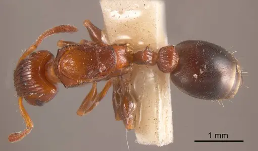 Podomyrma nitida specimen ANTWEB1008161 image antweb1008161_1